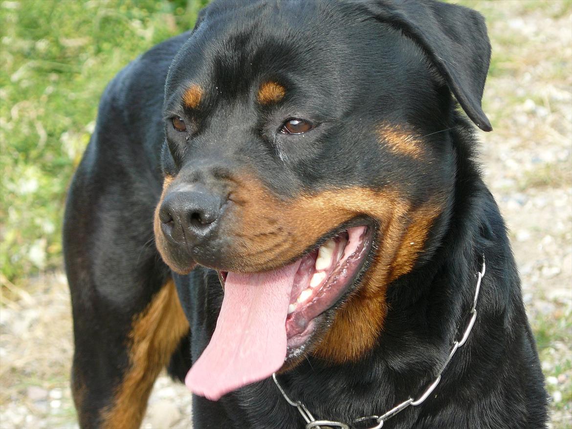 Rottweiler Yake Nicita billede 4