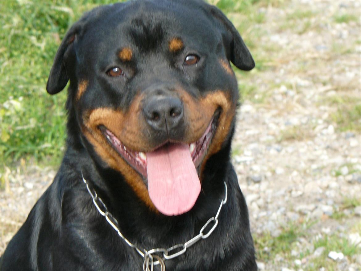 Rottweiler Yake Nicita billede 5