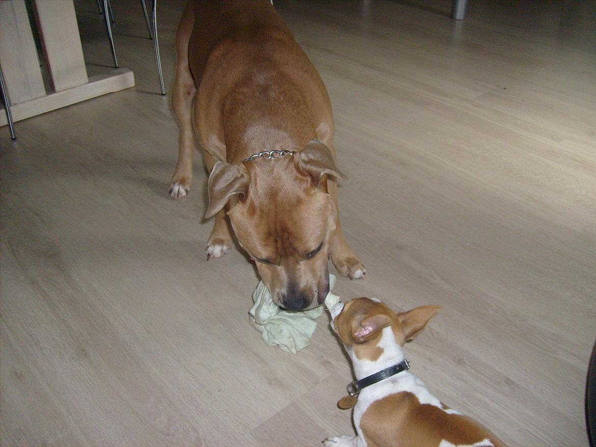 Jack russell terrier Zippo (forsvundet) - Leger med min søsters Amstaff =) billede 7