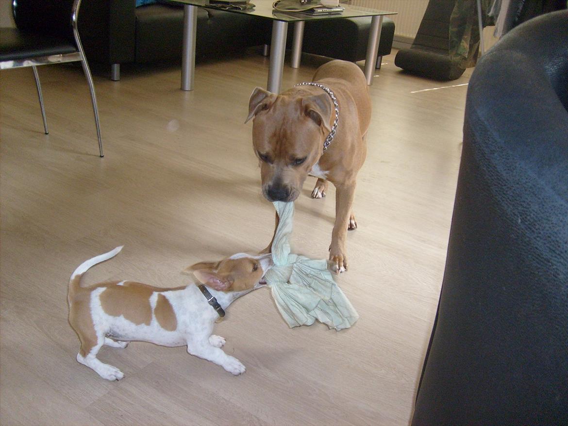 Jack russell terrier Zippo (forsvundet) - Jeg er sikker på jeg vinder! billede 8