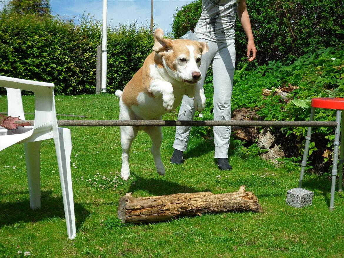 Beagle Winters Snow Barry - Elsker dig af hele mit hjerte <3  billede 16