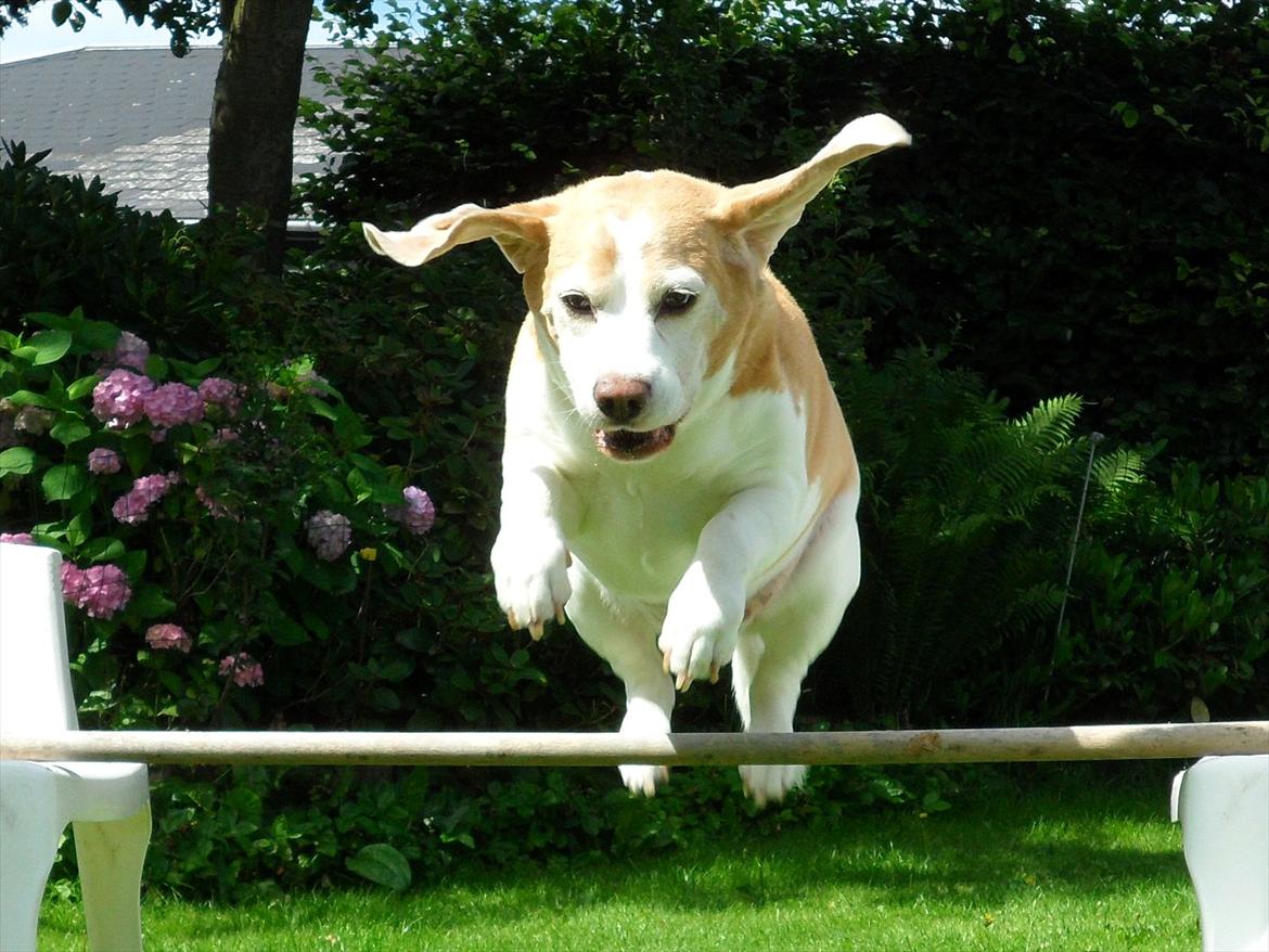 Beagle Winters Snow Barry - 50 cm :D <3 billede 13