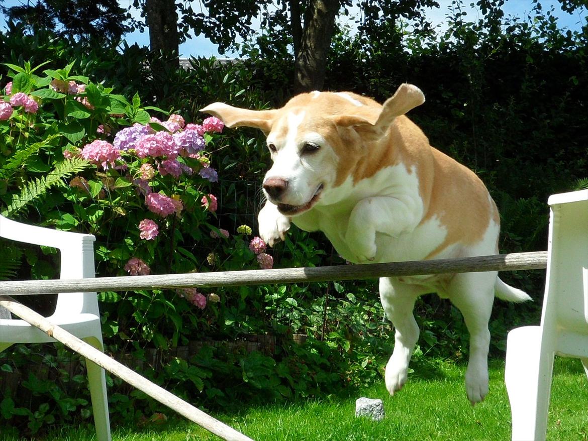 Beagle Winters Snow Barry - 55 cm din rekort du er den bedste hund i hele verden I LOVE YOU ! <3 (har nu sat nu rekort ) billede 14