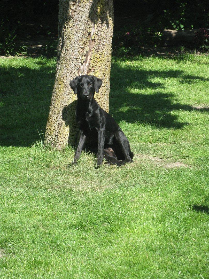 Blanding af racer Selma billede 15