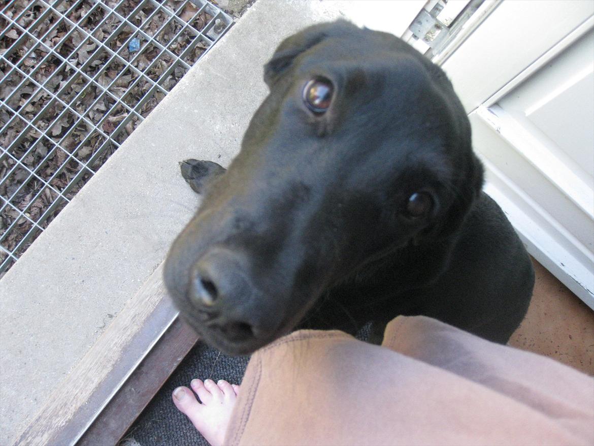 Blanding af racer Selma billede 14