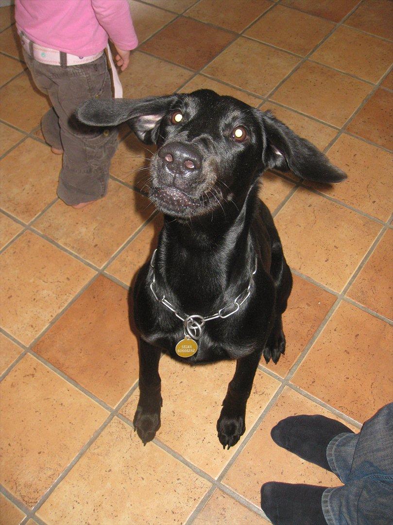 Blanding af racer Selma billede 16