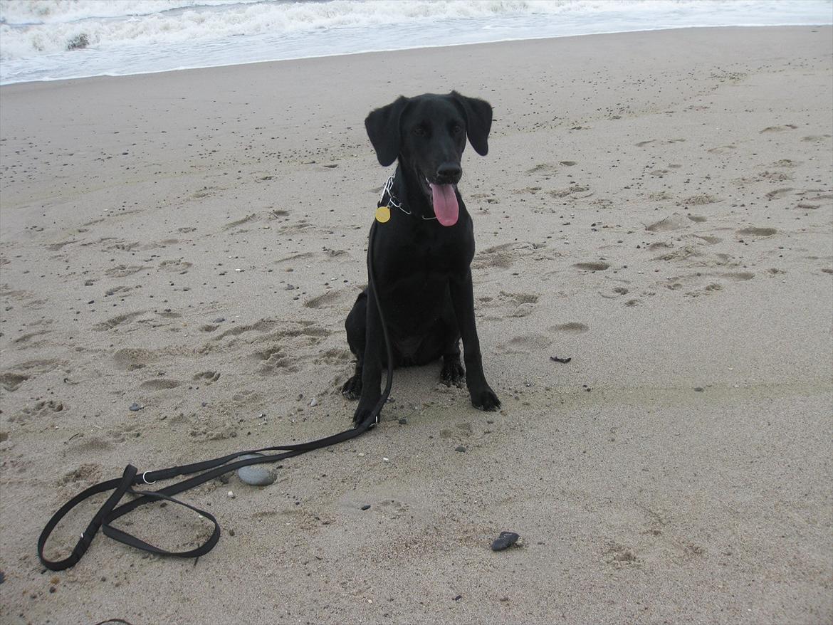 Blanding af racer Selma billede 17