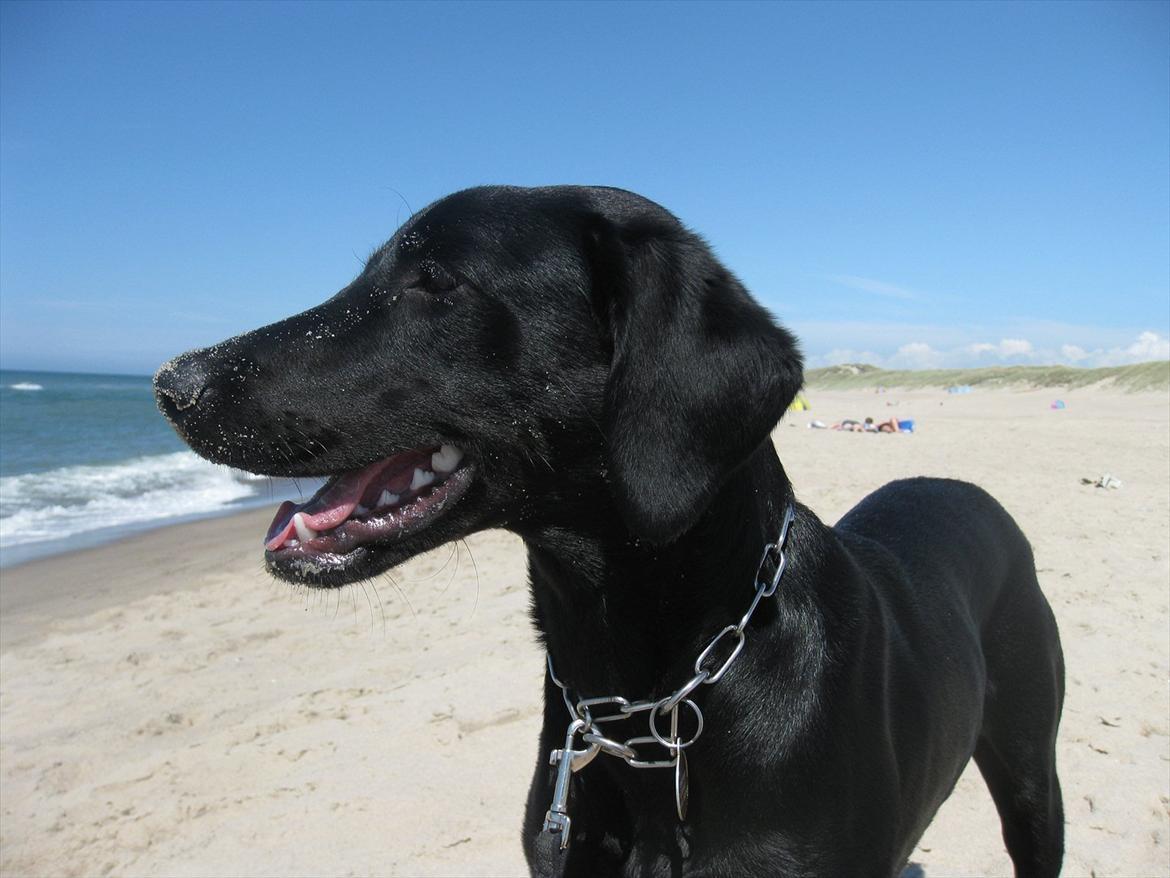 Blanding af racer Selma billede 18