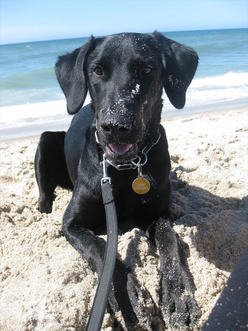 Blanding af racer Selma billede 1