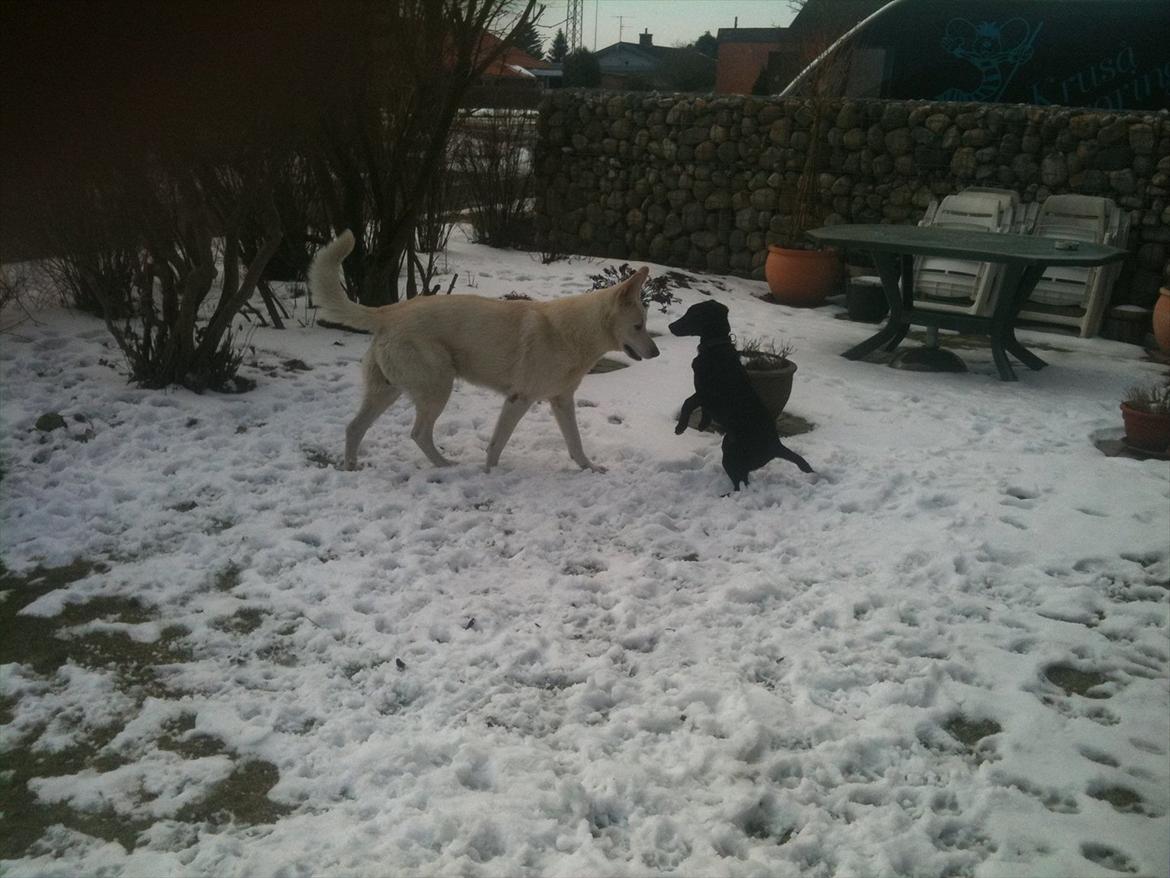 Blanding af racer Selma billede 6