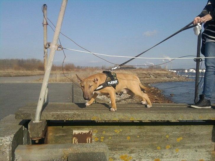 Bullterrier Harley ?hinmelhund? billede 3