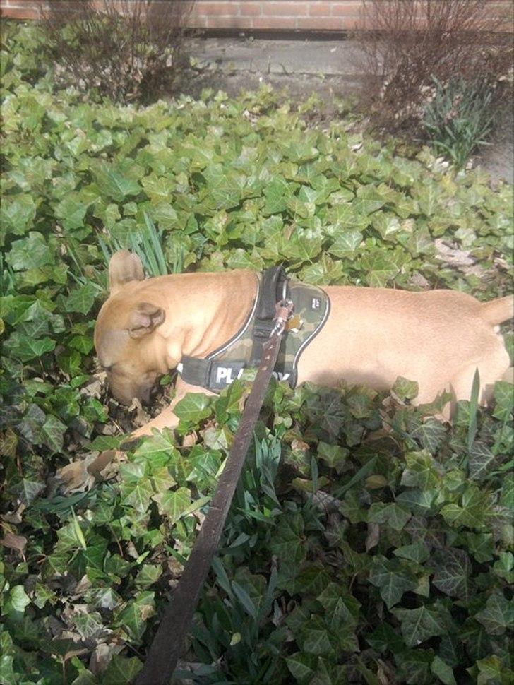 Bullterrier Harley ?hinmelhund? billede 7