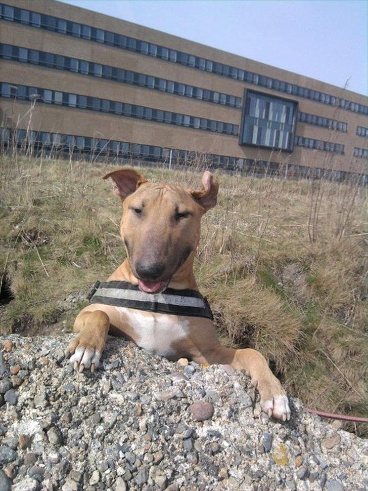 Bullterrier Harley ?hinmelhund? billede 1