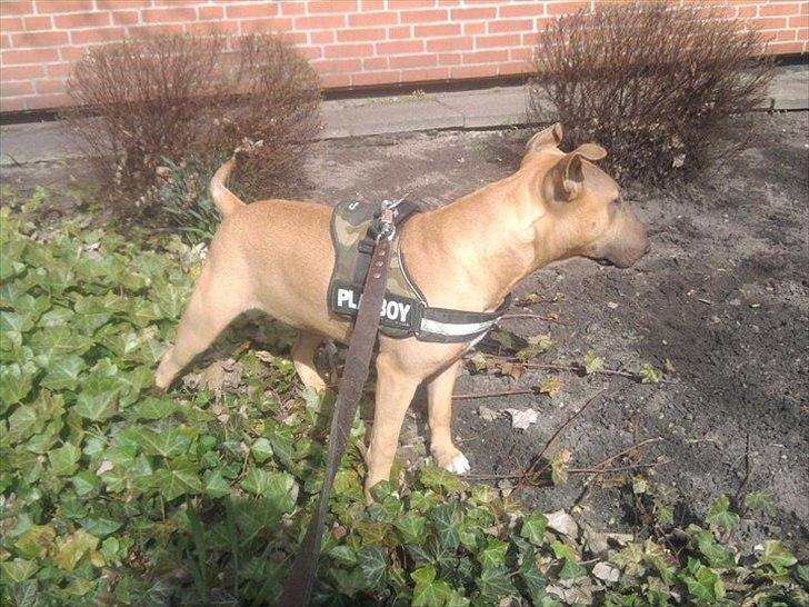 Bullterrier Harley ?hinmelhund? billede 8