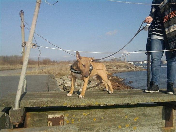 Bullterrier Harley ?hinmelhund? billede 9