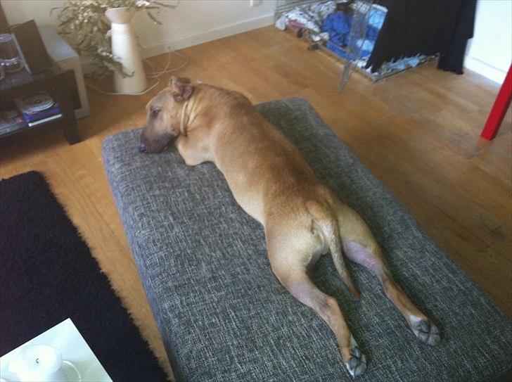 Bullterrier Harley ?hinmelhund? billede 10