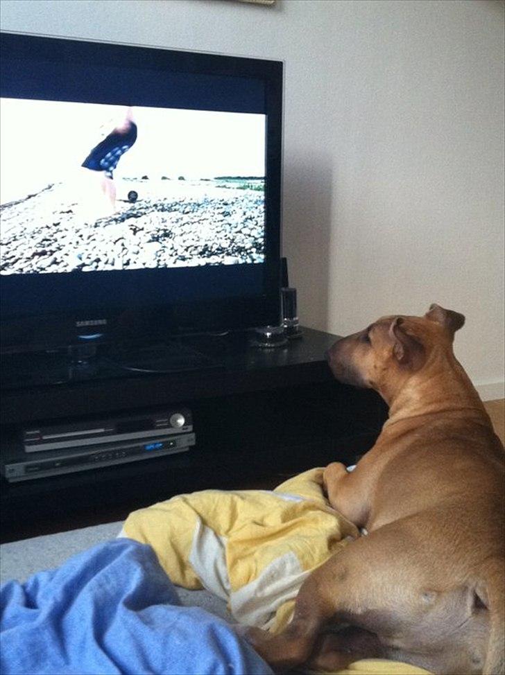 Bullterrier Harley ?hinmelhund? billede 11