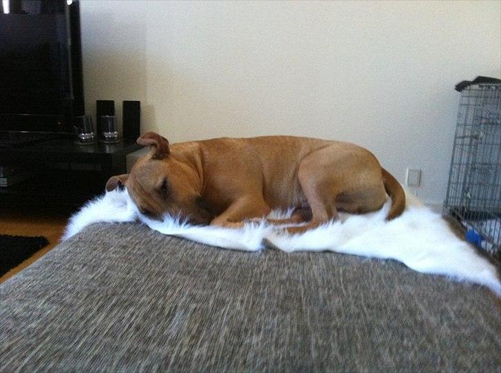 Bullterrier Harley ?hinmelhund? billede 13