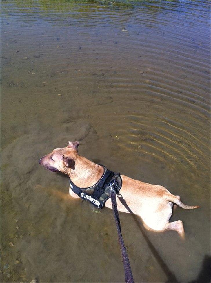 Bullterrier Harley ?hinmelhund? billede 14