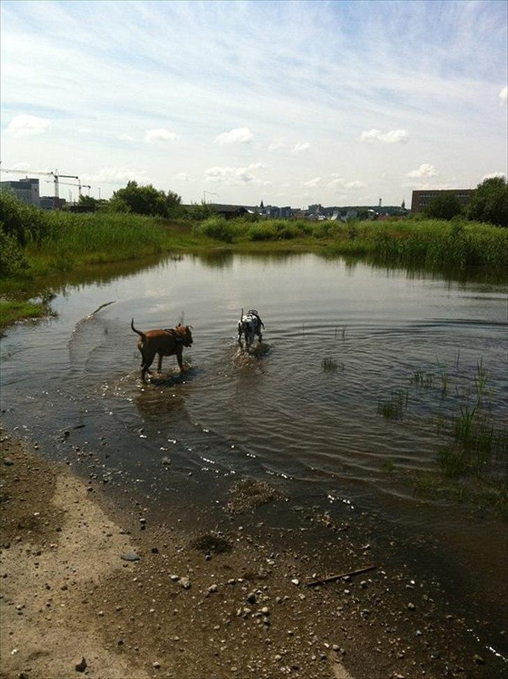 Bullterrier Harley ?hinmelhund? billede 15