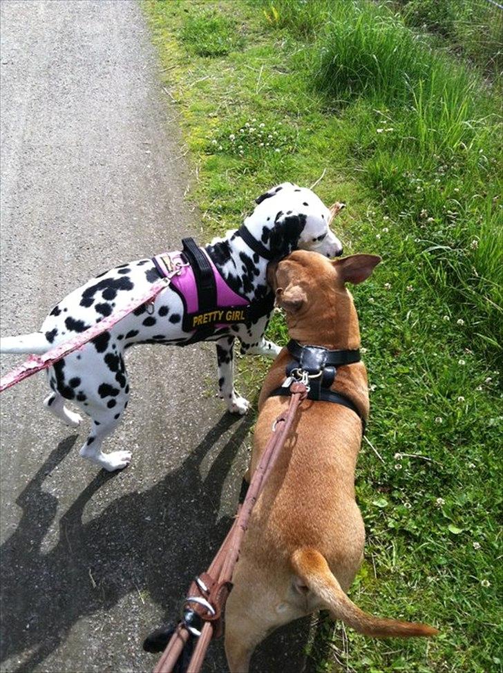 Bullterrier Harley ?hinmelhund? billede 16