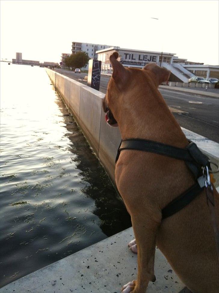 Bullterrier Harley ?hinmelhund? billede 17