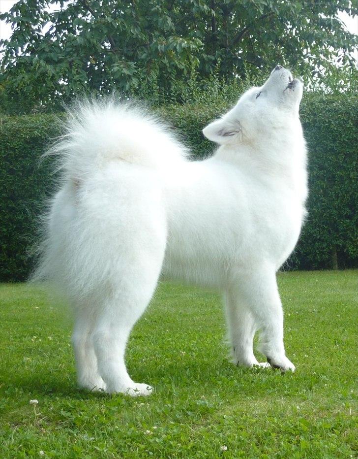 Samojedhund Discos Holly - TIRITH - Tirith har været i bad og nyder, at komme ud - det må fejres med et ulvehyl. August 2011. billede 3