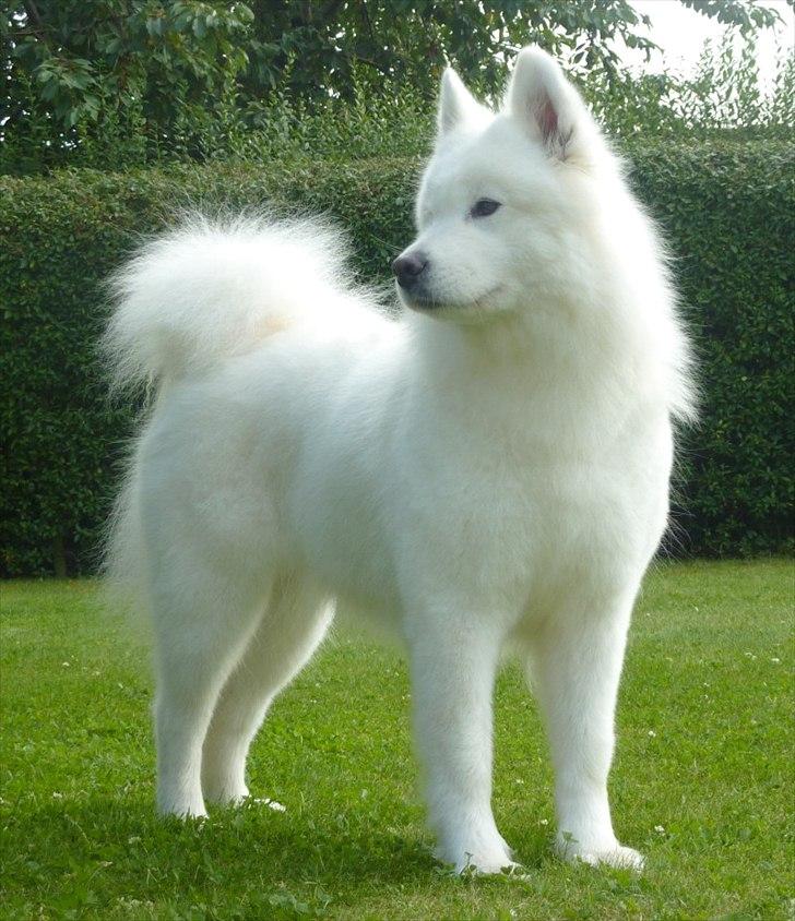 Samojedhund Discos Holly - TIRITH - Min smukke Tirith, August 2011. billede 1