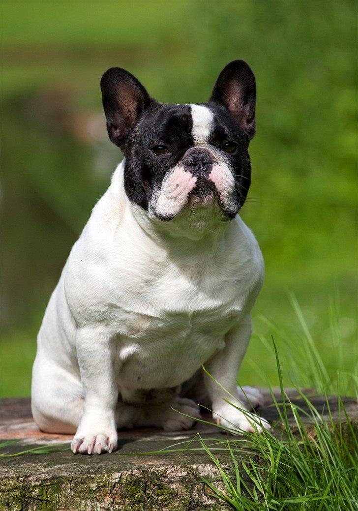 Fransk bulldog Blance Noir´s Pumba - TOSAFOTO - Juli 2011 billede 11