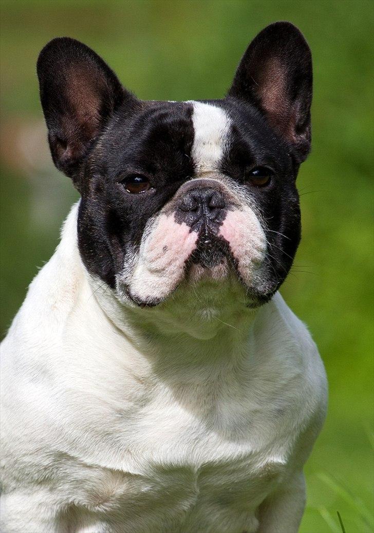 Fransk bulldog Blance Noir´s Pumba - TOSAFOTO - Juli 2011 billede 12