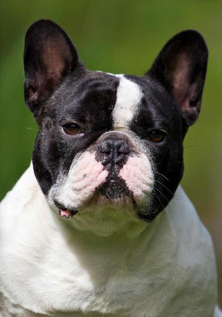 Fransk bulldog Blance Noir´s Pumba - TOSAFOTO - Juli 2011 billede 15