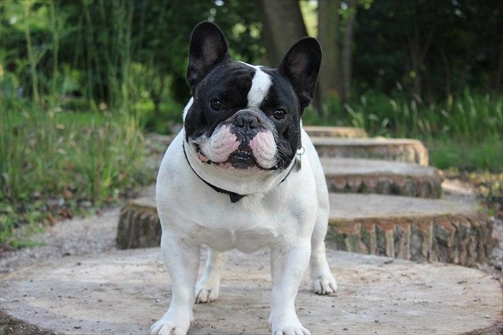 Fransk bulldog Blance Noir´s Pumba - August 2011 billede 16