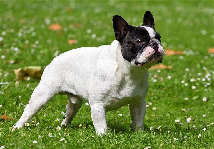 Fransk bulldog Blance Noir´s Pumba - TOSAFOTO - Juli 2011 billede 19