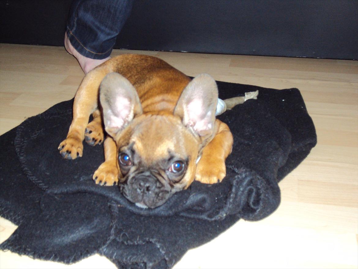 Fransk bulldog Marley billede 6