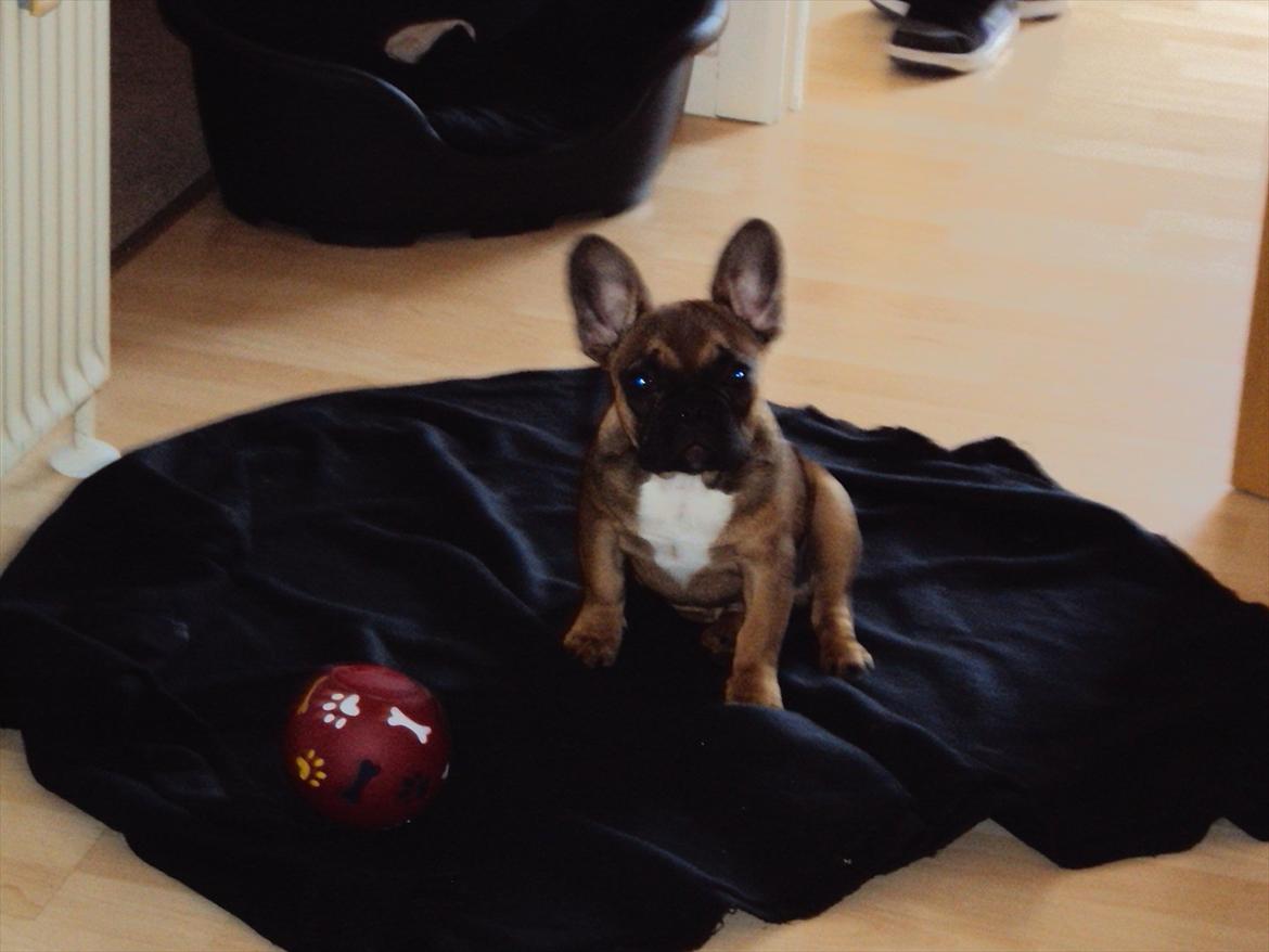 Fransk bulldog Marley billede 7