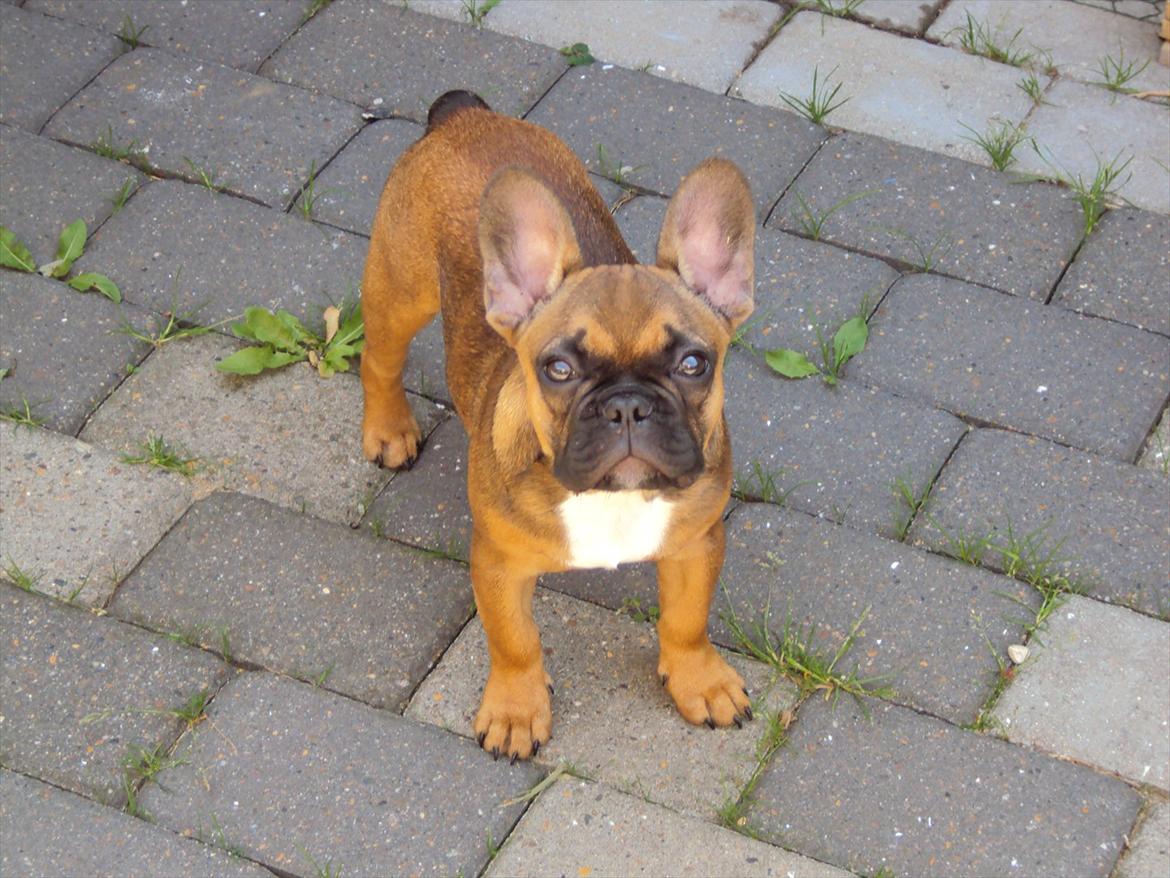Fransk bulldog Marley billede 8