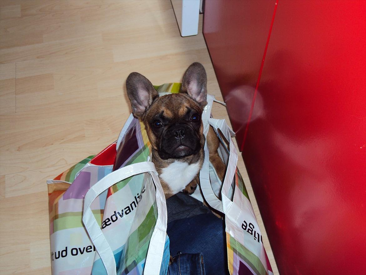 Fransk bulldog Marley billede 9