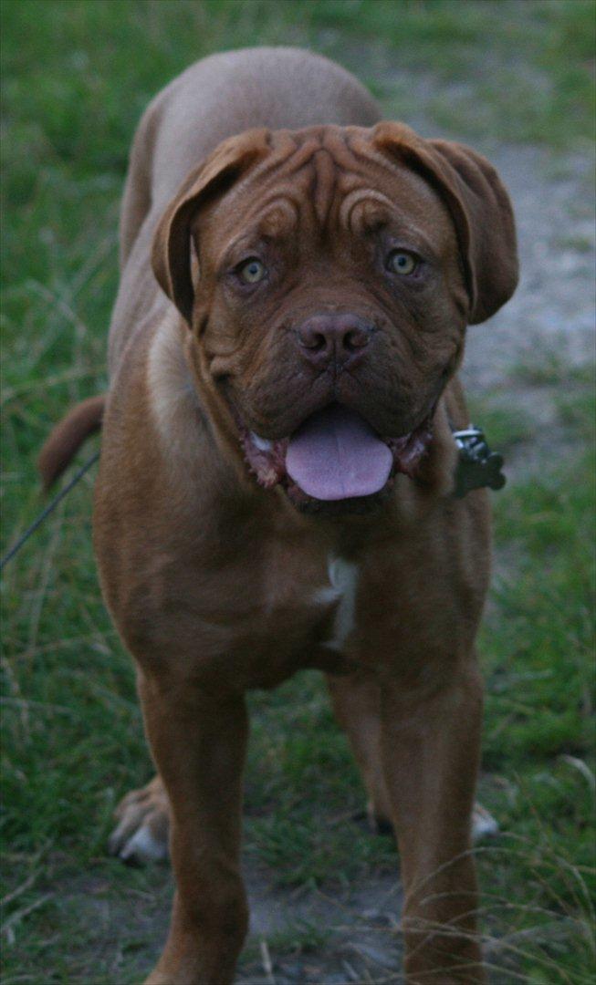 Dogue de bordeaux Estephé's Cookies N' Cream Chesto - 6 måneder  billede 7