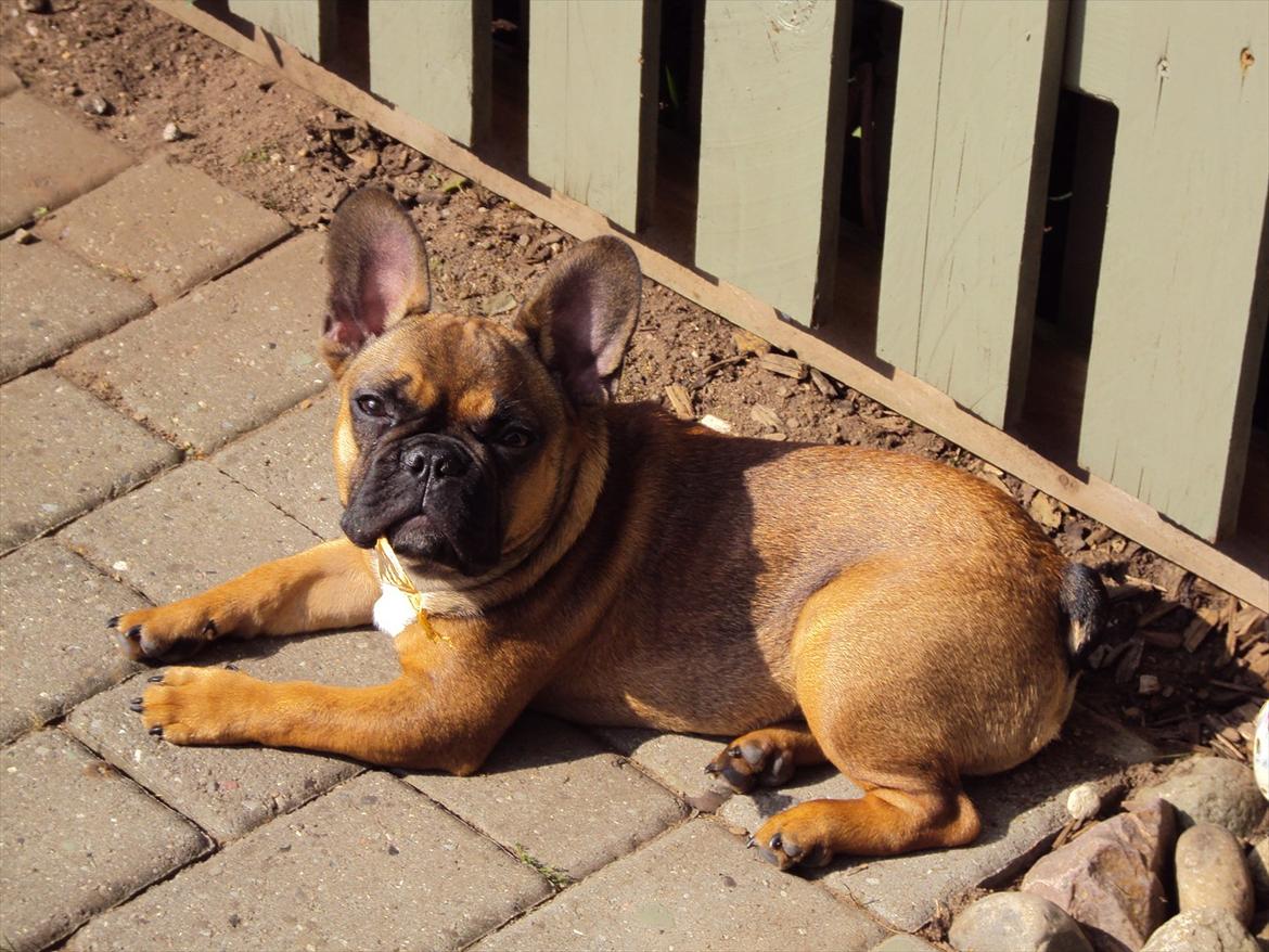 Fransk bulldog Marley billede 10