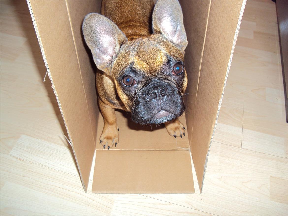 Fransk bulldog Marley billede 11