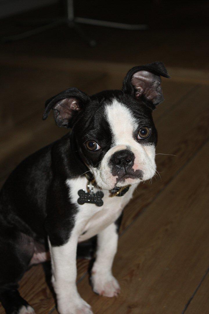 Boston terrier Hector billede 10