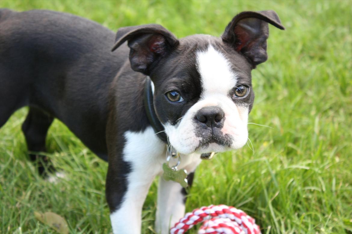 Boston terrier Hector billede 11