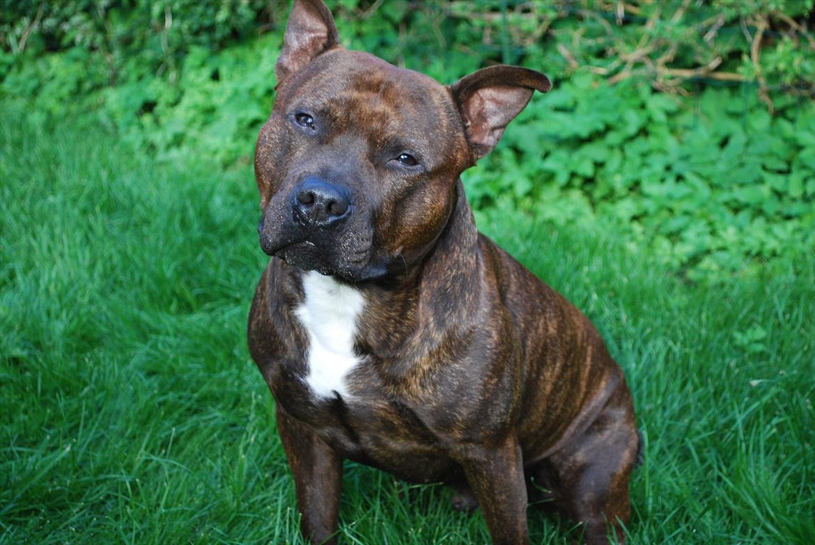 Staffordshire bull terrier Cæzar billede 3