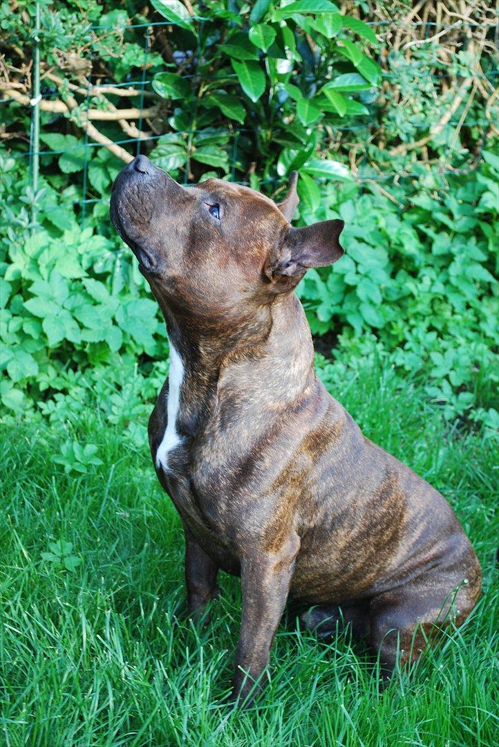 Staffordshire bull terrier Cæzar billede 4