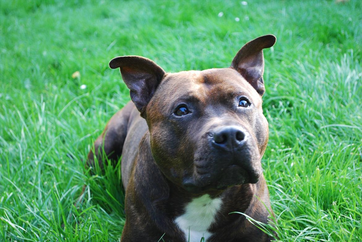 Staffordshire bull terrier Cæzar billede 2