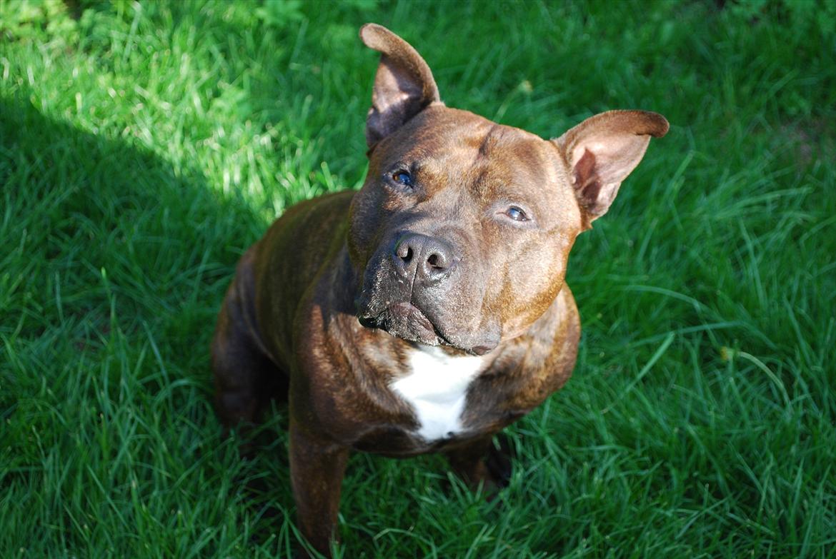 Staffordshire bull terrier Cæzar billede 5