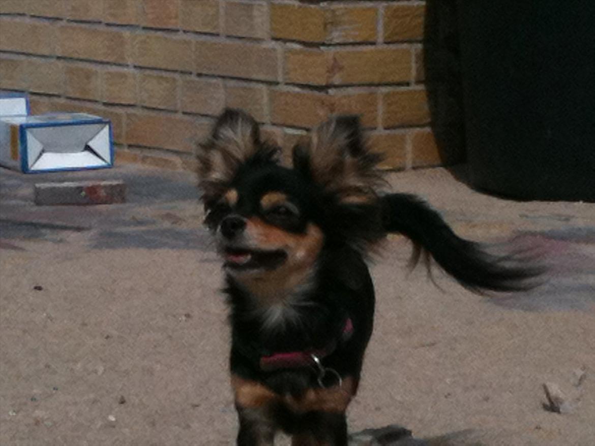 Chihuahua amy von mandaley billede 1