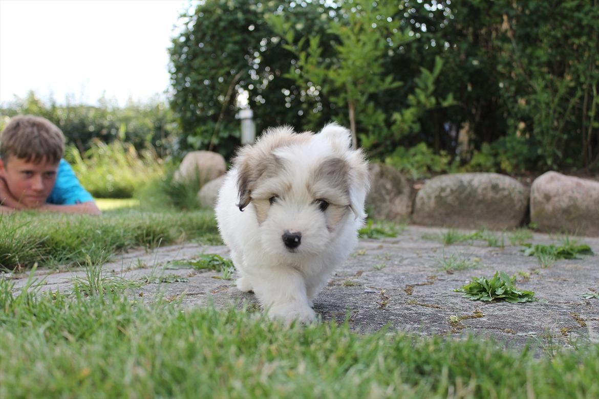 Coton de tulear Balou |Terroristen| billede 1