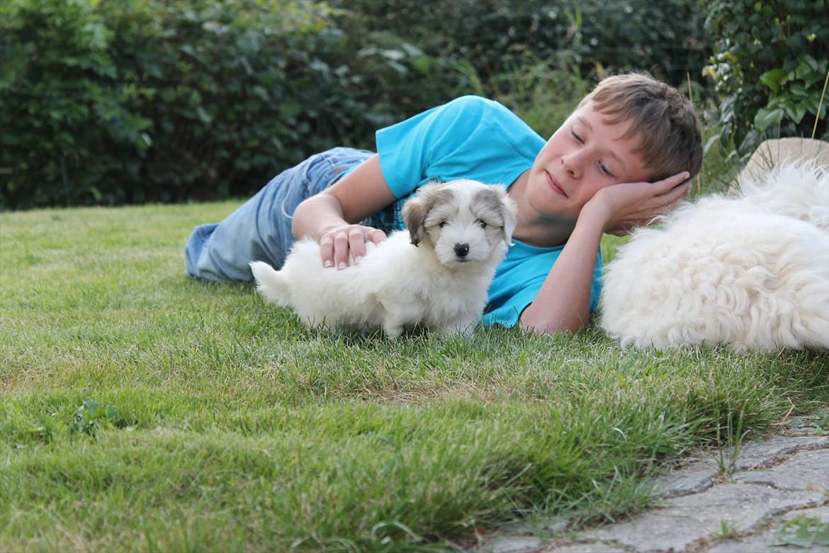 Coton de tulear Balou |Terroristen| billede 7