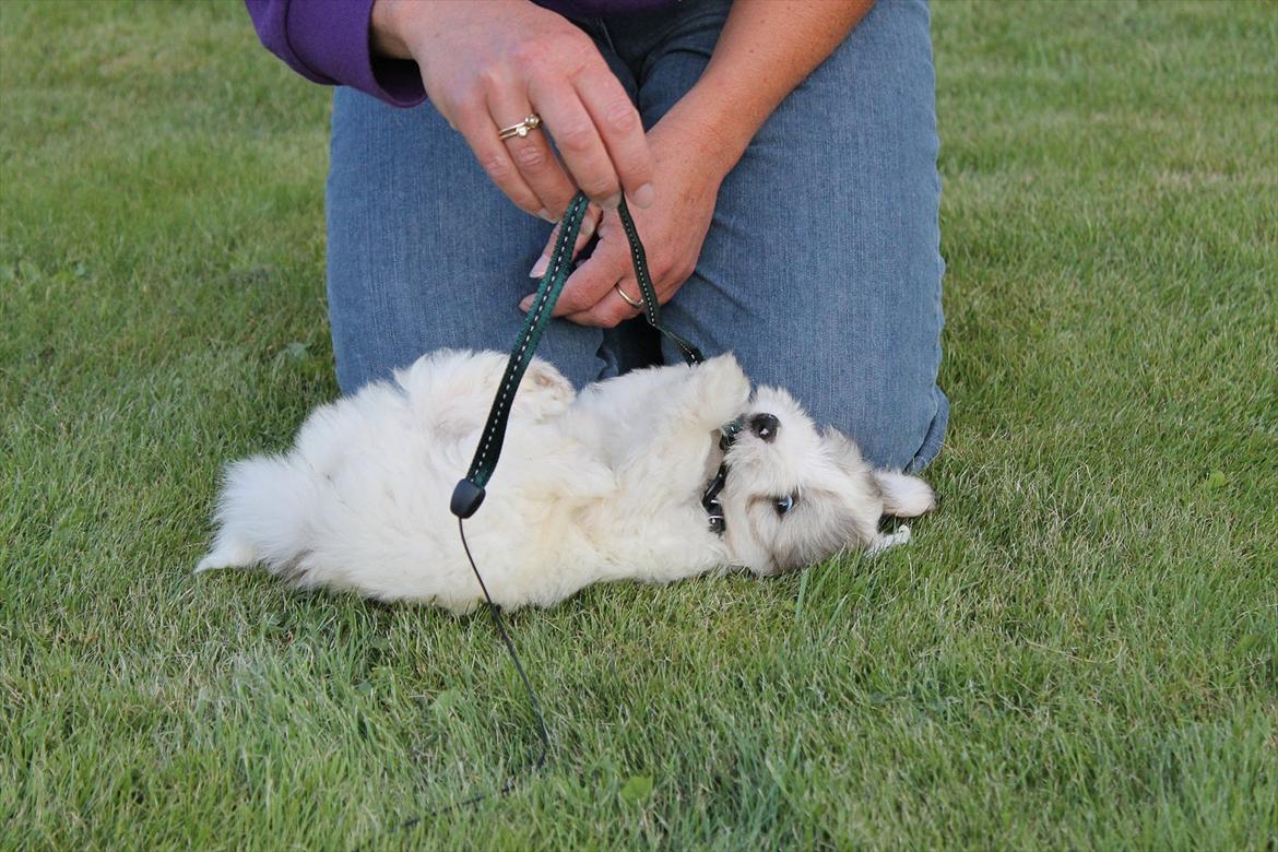 Coton de tulear Balou |Terroristen| billede 11
